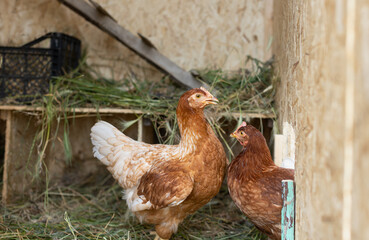 brown hens in chicken coop © Evgenia Tiplyashina