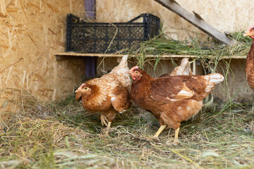 brown hens in chicken coop