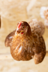 brown hens in chicken coop