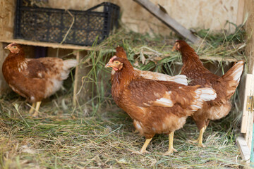 brown hens in chicken coop