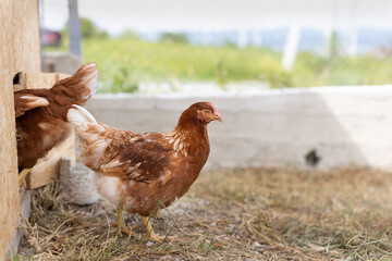 Fototapeta premium brown hens in chicken coop