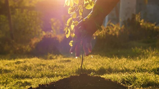 Close up of gardner hand watering small green sprout tree planted in fertile ground. Drops of water pouring soil against warm sun shine rays at sunset.Care of new life of young seedling reforestation