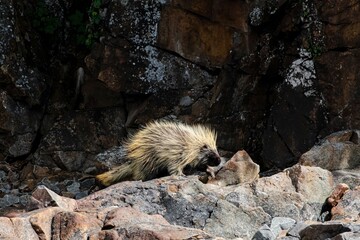 Stachelschwein am felsigen Ufer in der Wildnis Alaskas