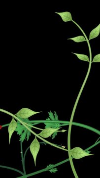 Growing plants, the last 20 seconds is a loop. Vertical video. Flowers and vines animation on black background, with copy space.