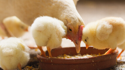Yellow chicks foraging happily. Close up. © francescosgura