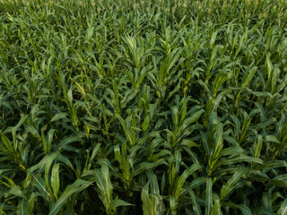 Green maize crop growing at farm