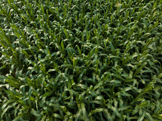 Green maize crop growing at farm