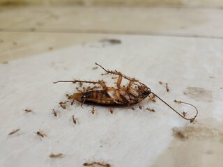 Cockroach upside down on the floor with ants
