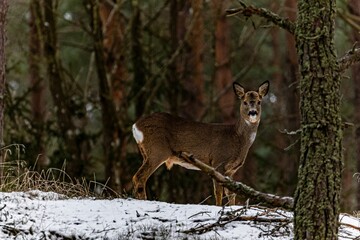 Single deer standing on snowy ground in the Swedish forest