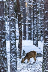 Vertical shot of a female roe deer in the winter forest. Capreolus capreolus. Sweden.