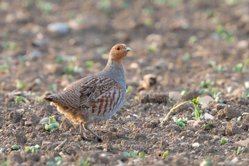 Das Rebhuhn (Perdix perdix)