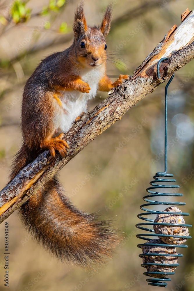 Aufkleber vertical closeup shot of a squirrel found sitting on the branch of a tree in a forest