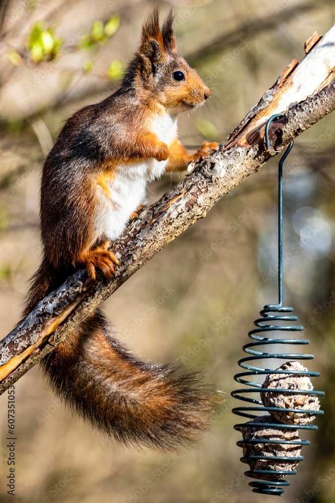 Poster vertical closeup shot of a squirrel found sitting on the branch of a tree in a forest