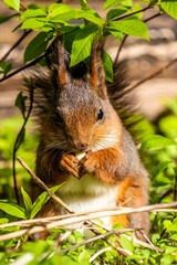 Naklejka na ściany i meble Vertical closeup shot of a squirrel found eating a treat inside of a forest on a sunny day