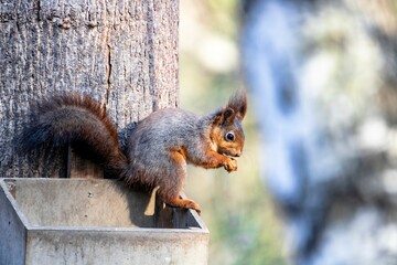 Closeup shot of a squirrel looking down from an edge on a sunny day