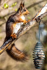Vertical closeup shot of a squirrel found sitting on the branch of a tree in a forest
