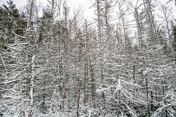 Scenic view of leafless trees covered by snow found inside of a forest in Sweden