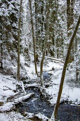 Vertical shot of a river streaming inside a forest covered by snow