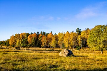Beautiful landscape with golden field and autumn trees on blue sky background in Swedish forest