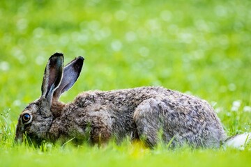 Wild rabbit on a green field against blurred background