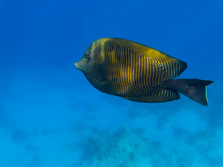 Sailfin Tang, Zebrasoma desjardinii. Red sea, Egypt