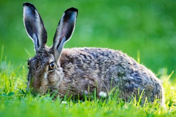 Wild rabbit on a green field against blurred background