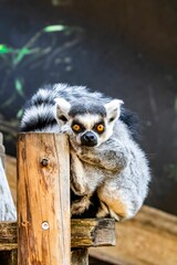 Vertical shot of a lemur staring forward while sitting on a wooden post