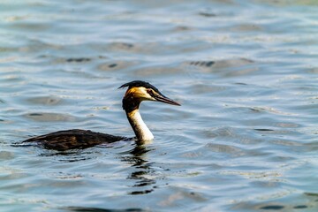 Black Great crested grebe swimming in a pond water, close-up