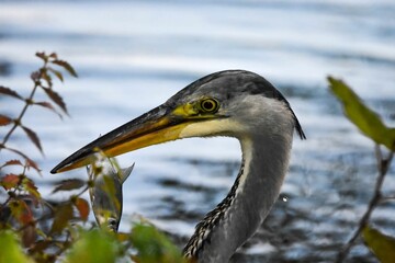 Portrait of a grey heron (Ardea cinerea) with a fish in its beak