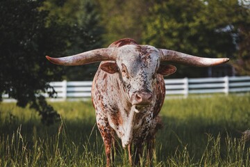 Texas Longhorn Cattle on the farm