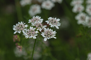 Fototapeta premium Beautiful cilantro coriander flowers blooming in spring time