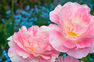 Pink peony flowered double tulip 'Angelique' in flower. Group of 'Angelique' tulip in the sunlight