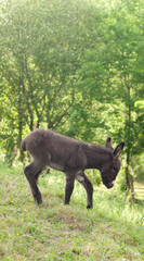 Cría de burro en bosque