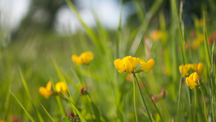 Flores amarillas silvestres en pradera de hierba verde