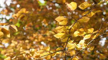 Hojas ocre y amarillas en arboles de bosque en primavera