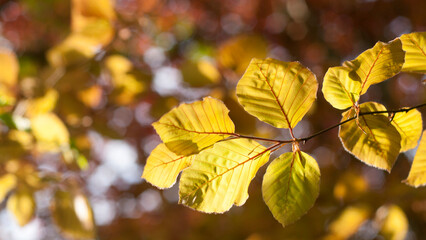 Hojas ocre y amarillas en arboles de bosque en primavera