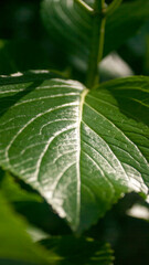 nervios en hoja verde de arbusto silvestre
