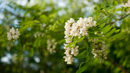 Racimo de flores blancas en rama de arbol