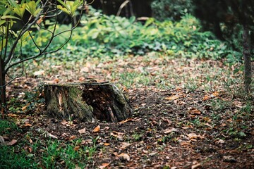 Tree stump in the forest.