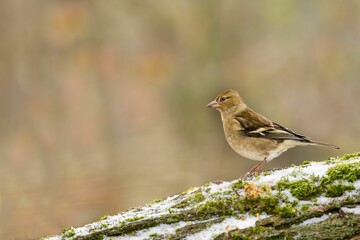 Closeup of a common chaffinch perched on a tree branch in a field