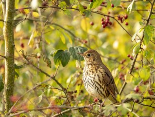 a small bird perched on a branch in the wild with berries