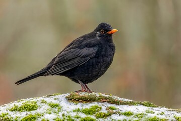 Closeup of a common blackbird perched on a snowy tree branch