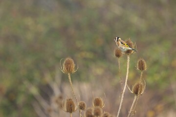 Small goldfinch perched on a dried thistle in a field under the sunlight