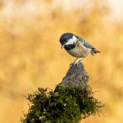 Small coal tit bird perched on top of a mossy tree branch