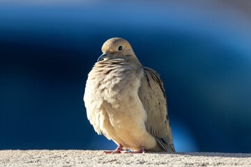 Closeup portrait of a beautiful white rock dove on blue background