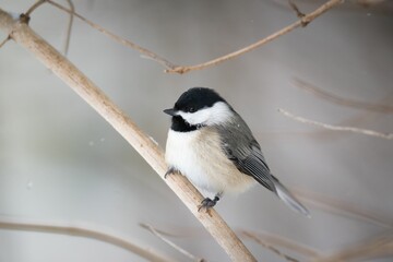 Carolina Chickadee (Poecile carolinensis)