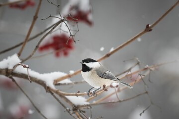 Carolina Chickadee (Poecile carolinensis)