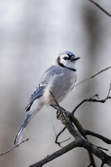 Closeup shot of a Blue Jays perching on a tree in Ohio