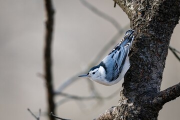 Closeup shot of a white-breasted nuthatch standing upside down on a tree branch in Ohio