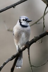 Closeup shot of a Blue Jays perching on a tree in Ohio